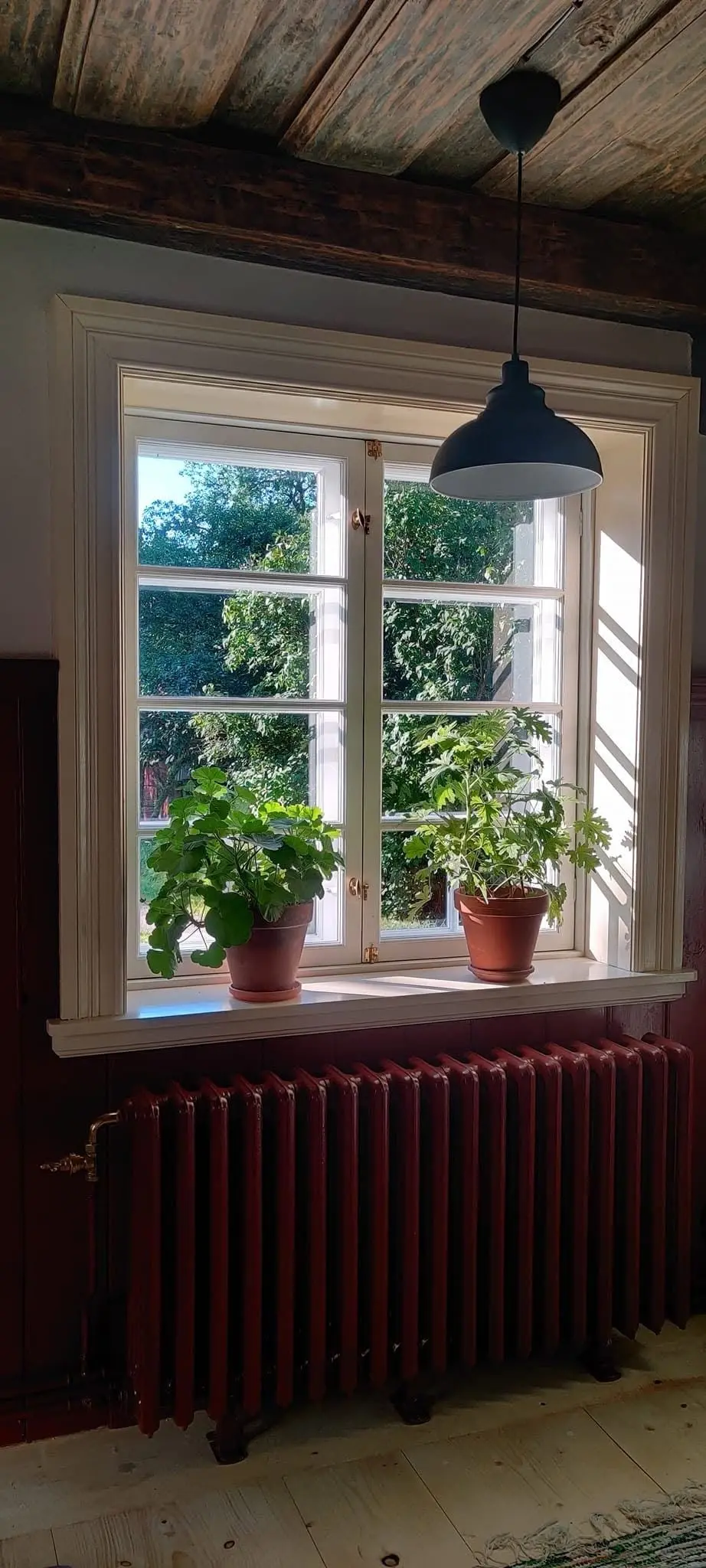 Peruskorjattu sisätila: vanha hirsikatto, ikkunapielet ja pelargoniat